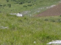 2020-06-27 Anello del Monte Greco 044